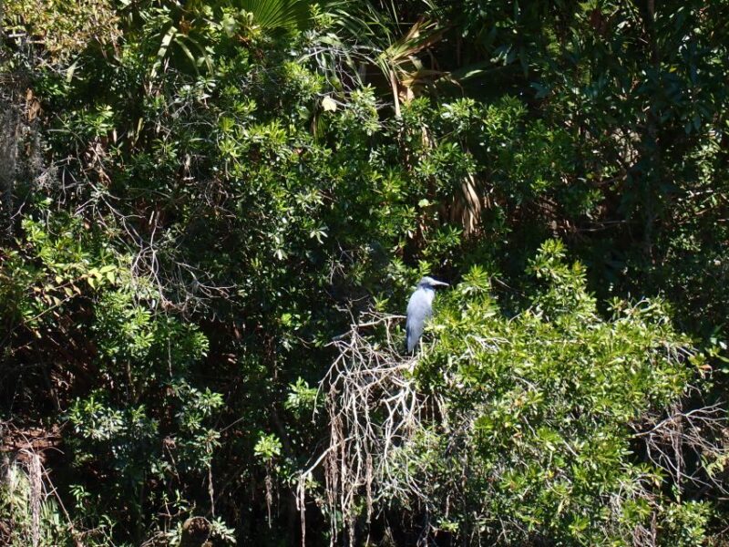 Crystal River: Manatee Viewing Cruise - Comparing This Tour to Similar Experiences