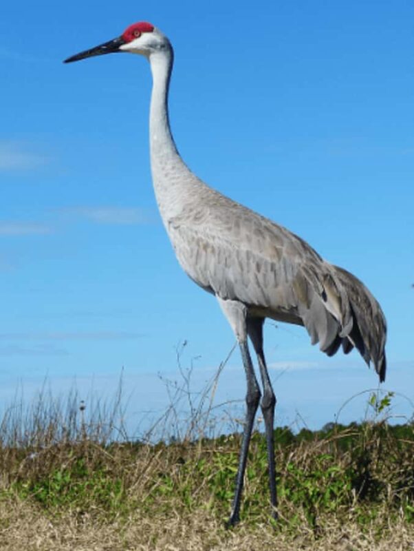 Crystal River: Naturalist Guide Eco Wildlife Manatee Tour - Key Points
