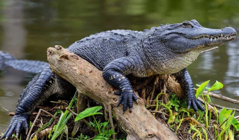 Crystal River: Naturalist Guide Eco Wildlife Manatee Tour - Native American Mounds and Florida’s Past