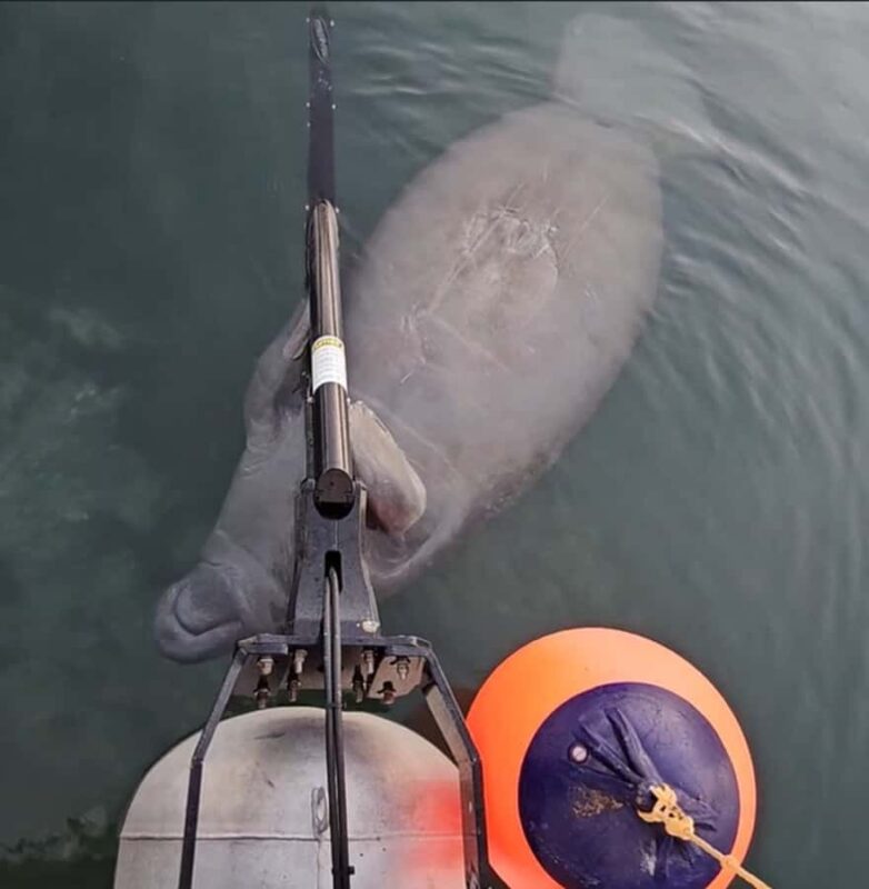 Crystal River: Naturalist Guide Eco Wildlife Manatee Tour - Encountering Untouched and Pristine River Sections