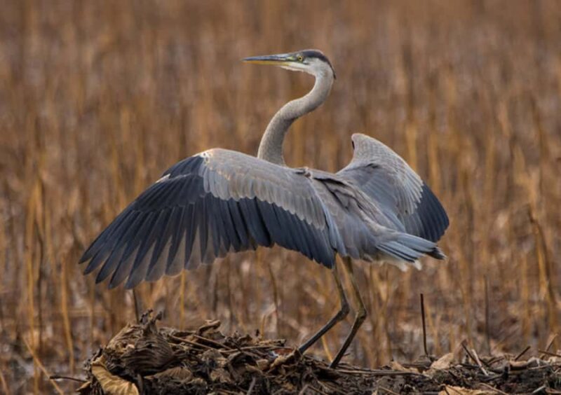 Crystal River: Naturalist Guide Eco Wildlife Manatee Tour - Booking Options and Cancellation Policy