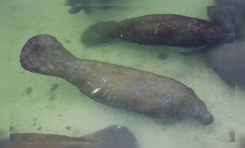 Crystal River: Naturalist Guide Eco Wildlife Manatee Tour - Comparing Similar Experiences in Crystal River
