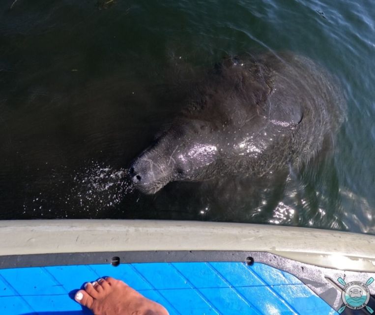 Crystal River: Paddle Board Rental - Limitations and Considerations