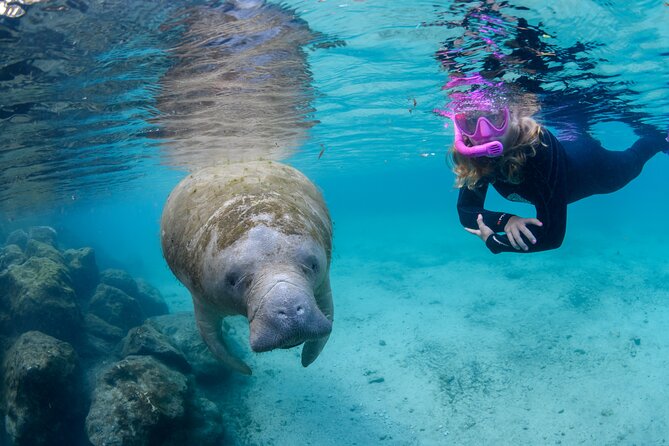 Crystal River - Private Manatee Snorkel Tour - Crystal River - Private Manatee Snorkel Tour: An Intimate Encounter with Florida’s Gentle Giants