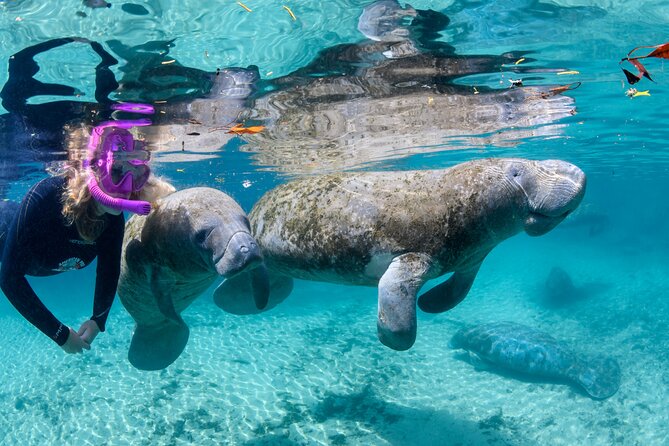 Crystal River - Private Manatee Snorkel Tour - Key Points