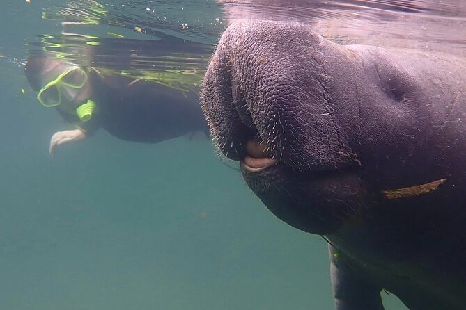 Crystal River - Private Manatee Snorkel Tour - Crystal-Clear Spring Waters for Safe Encounters