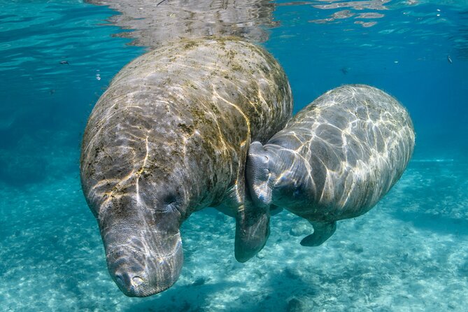 Crystal River - Private Manatee Snorkel Tour - Eco-Conscious Approach and Wildlife Respect
