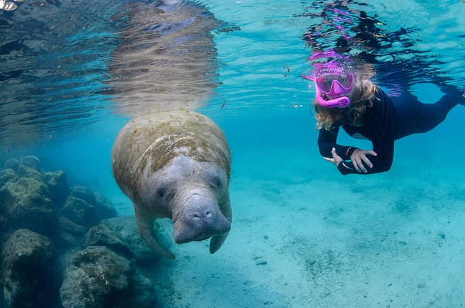 Crystal River - Private Manatee Snorkel Tour - The Meeting Point and Accessibility