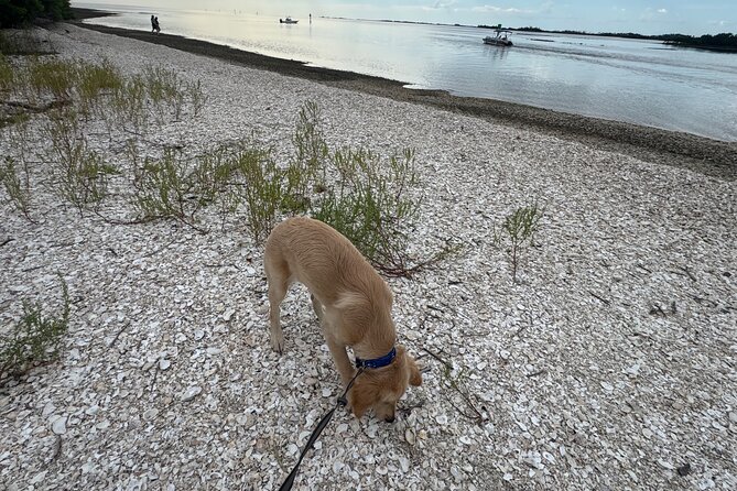 Crystal River Shell Island Adventure - What Makes the Crystal River Shell Island Adventure Stand Out