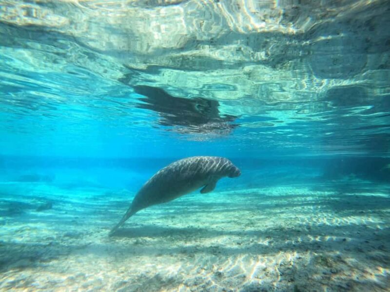 Crystal River: Small-Group Manatee Snorkeling Tour - Meeting Point and Practical Details for Participants