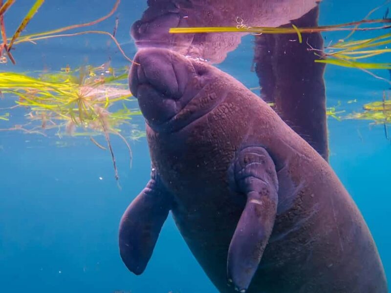 Crystal River: Small-Group Manatee Snorkeling Tour - Timing, Pacing, and Crowd Levels