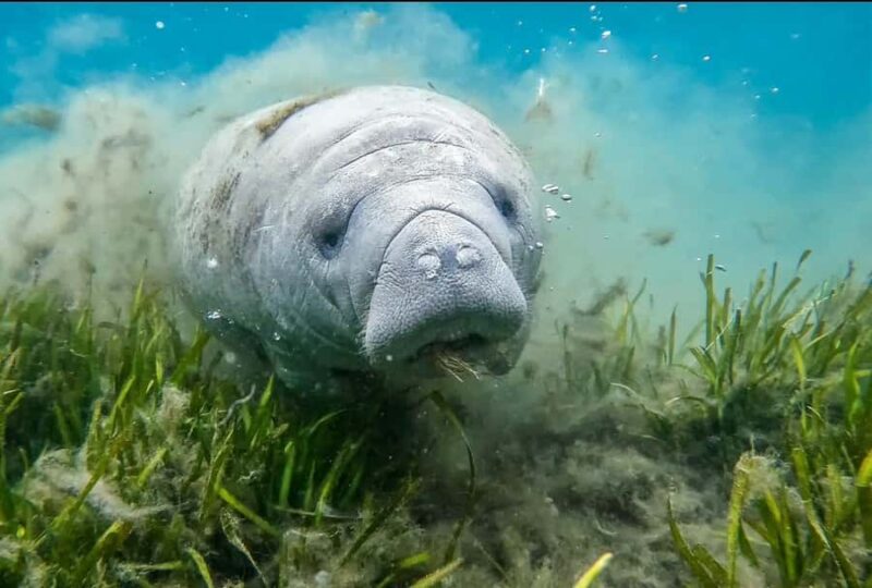 Crystal River: Small-Group Manatee Snorkeling Tour - Why This Tour Excels in Its Class