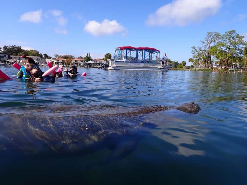 Crystal River: Swim with Manatees Private Tour Free Photos - A Close Encounter with Florida’s Gentle Giants for Up to 6 People