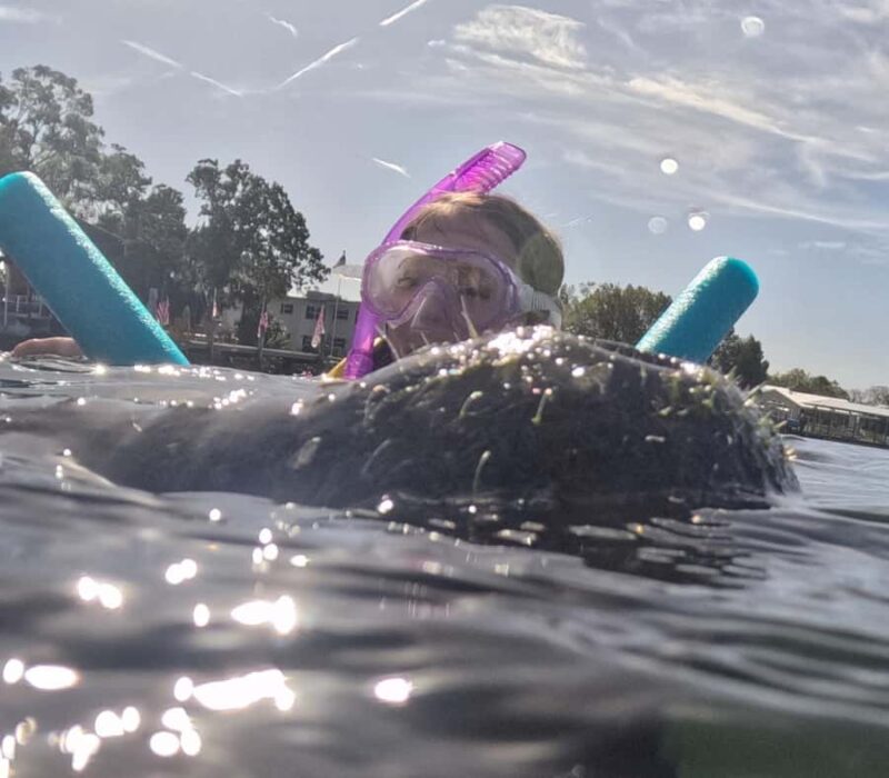 Crystal River: Swim with Manatees Private Tour Free Photos - Experience the Largest Concentration of Manatees in Florida