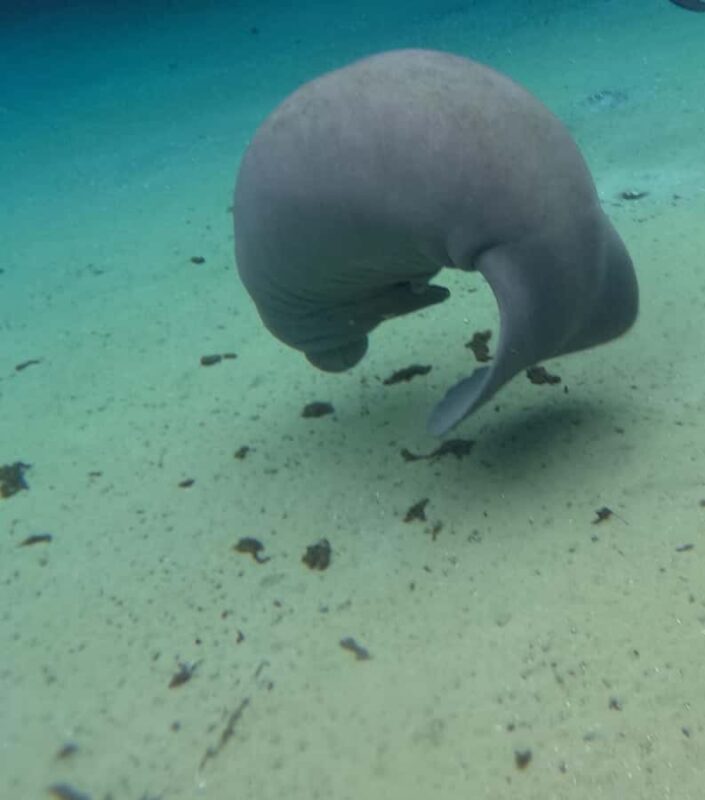 Crystal River: Swim with Manatees Private Tour Free Photos - The Essential Gear and Comfort During the Tour