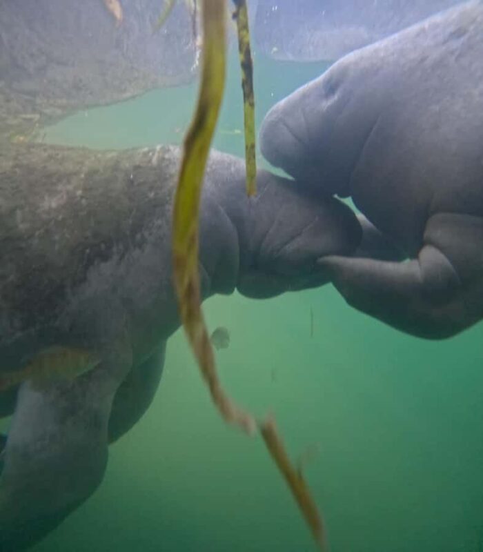 Crystal River: Swim with Manatees Private Tour Free Photos - Why This Tour Is a Great Choice for Wildlife Enthusiasts