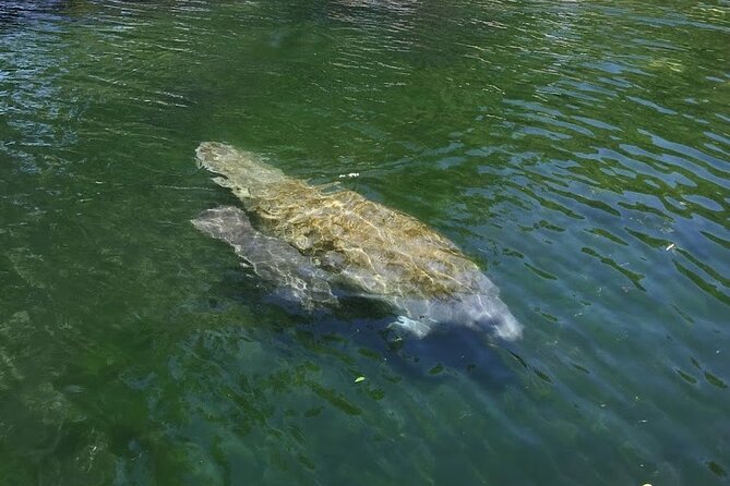 Crystal River Tandem Kayak Rental | 4 Hour | See The Manatees! - Navigation and Self-Guided Exploration