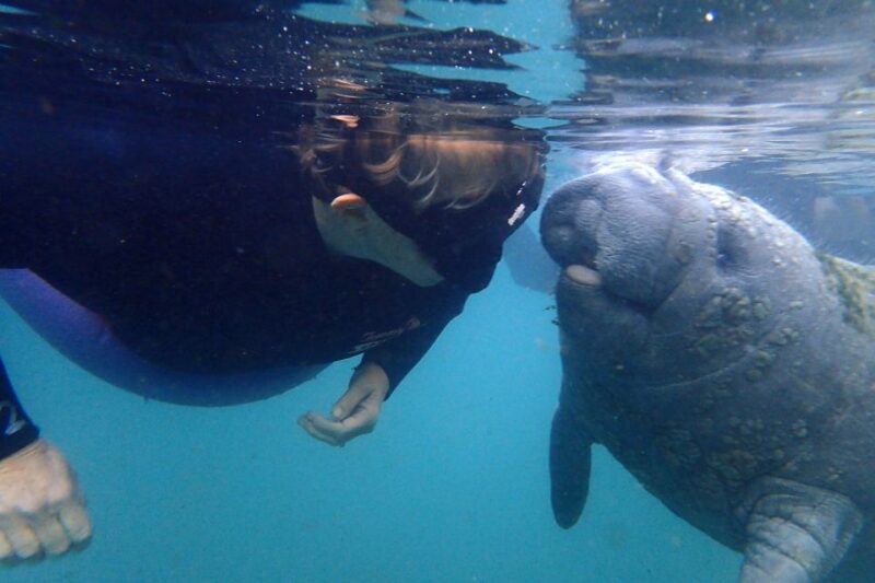Crystal River: VIP Manatee Swim w/ In-water Photographer - Discover the Ultimate Manatee Encounter in Crystal River