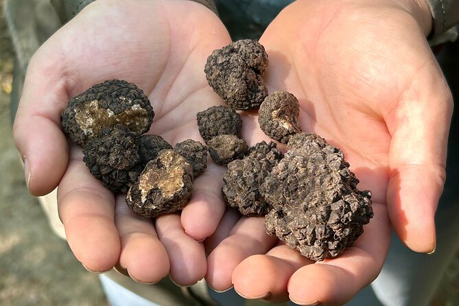 Culinary Adventure To The Fungi And Botanical Kingdom Of Bulgaria - Key Points