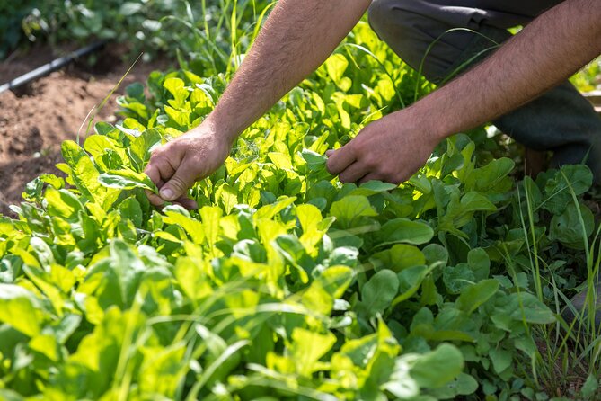 Culinary Agristory in Vathis - Kalymnos - The Unique Setting of Vathis for Cooking and Feasting