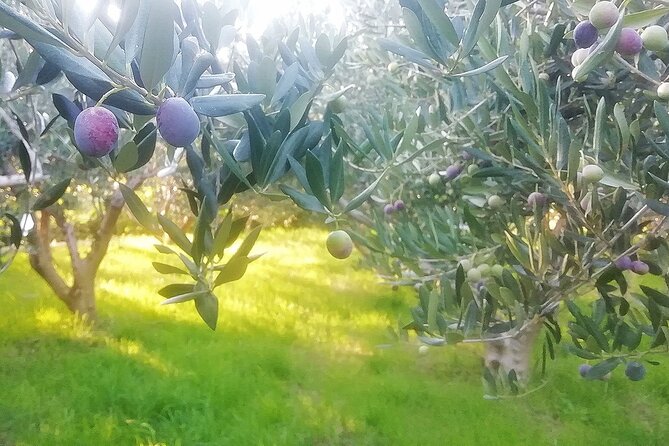 culinary half-day excursion in Klis Olive tree Garden - Key Points