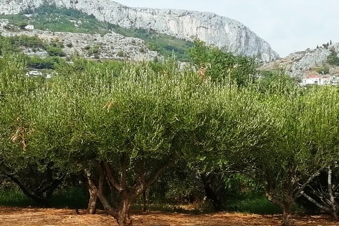culinary half-day excursion in Klis Olive tree Garden - The Experience: Authentic Croatian History and Food