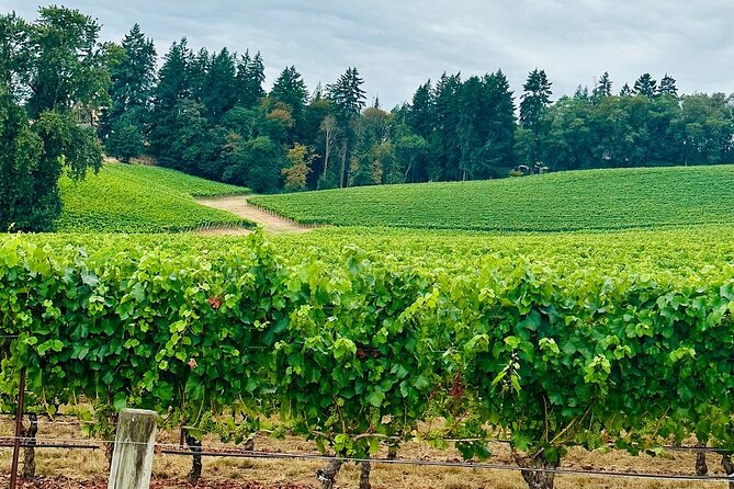 Curated Wine Country Experiences Half Day Tour - The Experience of the Winery Visits