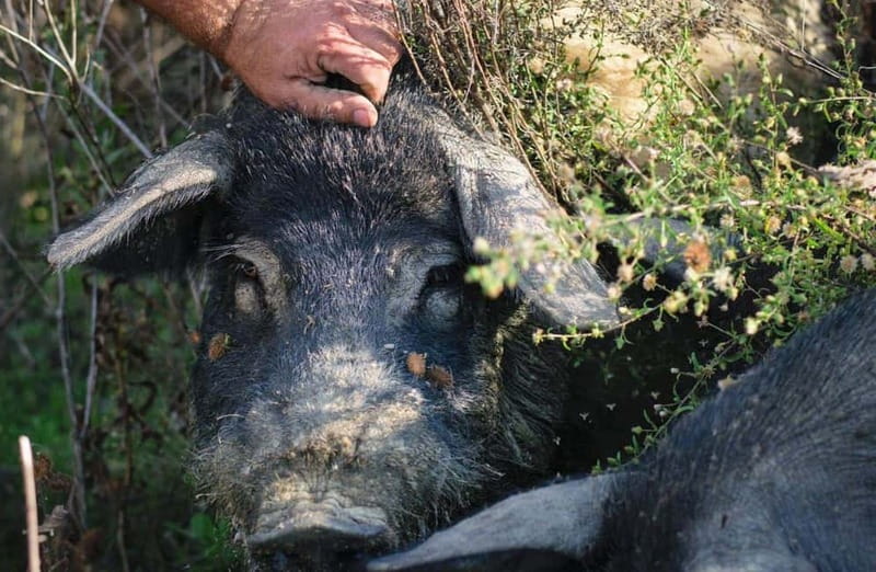 Cured Meat & Olive Oil Tasting & Visit near Pisa & Livorno - Key Points