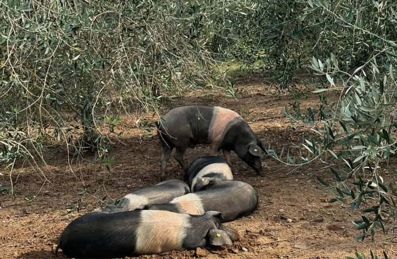 Cured Meat & Olive Oil Tasting & Visit near Pisa & Livorno - Practical Details: Duration, Accessibility, and Booking