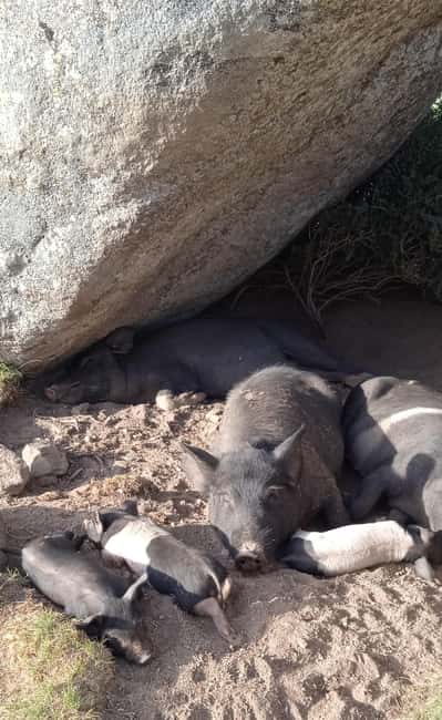 Cuscionu's plateau, 1000 waterholes'grass : pozzines - Optional Dinner with Sunset at the Sheepfold