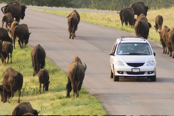 Custer State Park Wildlife Loop and Needles Highway Shared Tour - Starting Point and Logistics in Rapid City