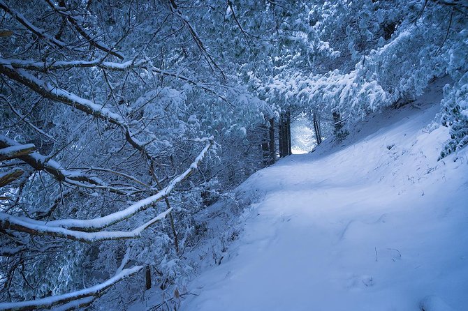 Custom Half-Day Photo Tour with Photography Lessons from Asheville - Essential Logistics: Meeting Point, Transportation, and Duration