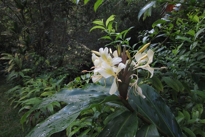 Custom Island Tour - for 4 to 5 people - up to 8 hours - Private tour of Oahu - Family-Friendly Features and Practical Amenities