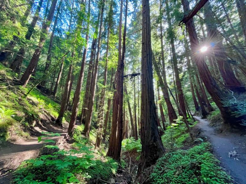 CUSTOM PHOTO ADVENTURES TO THE BAY AREA'S MOST EPIC SCENERY - Seasonal Highlights and Special Options