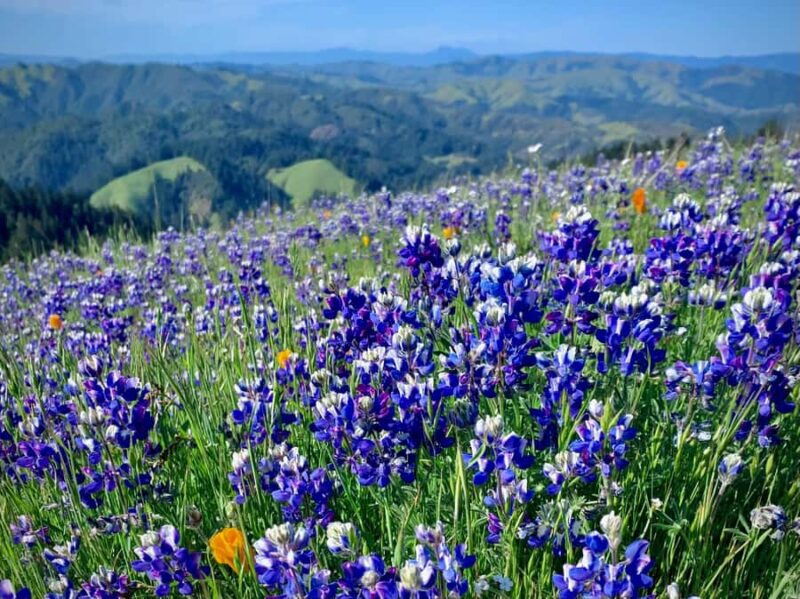 CUSTOM PHOTO ADVENTURES TO THE BAY AREA'S MOST EPIC SCENERY - Value and Booking Flexibility