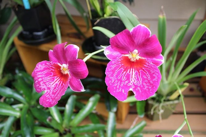 Custom Volcanoes National Park Tour with extra stops - Highly Praised Guide Experience