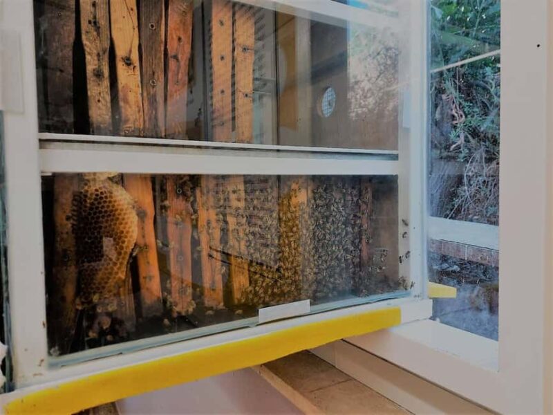 Cyprus: Honey Tour, Tasting, and Beekeeper Experience - Key Points