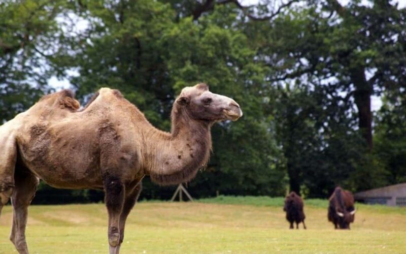 Cyprus: Private Day Trip to South Coast with a local - Family Fun and Photos at Camel Park