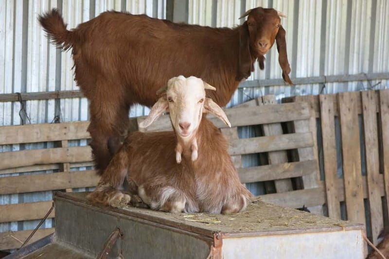 Cyprus: Troodos Mountain Food & Wine Tasting Tour with Lunch - Tasting Local Products: From Cheese to Honey