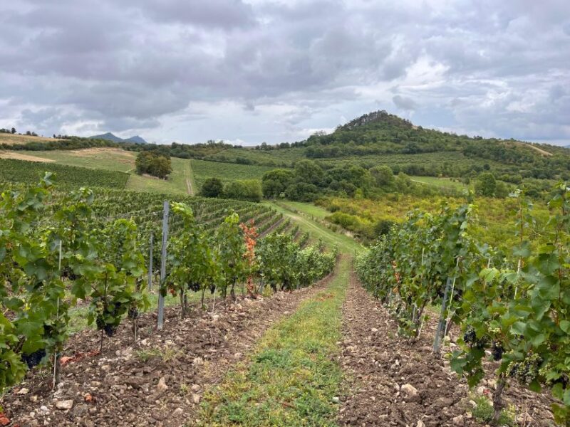 Czech Vineyards and Wine Tasting 4WD Tour with Lunch - Suitable for a Range of Guests