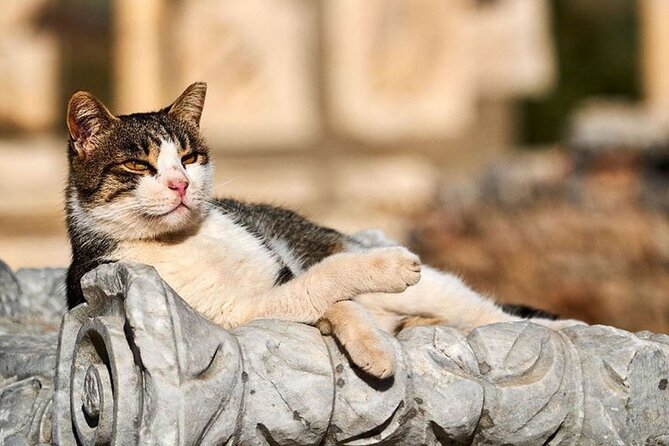 Daily Ephesus and Virgin Mary House Tour with Lunch Included - Key Points