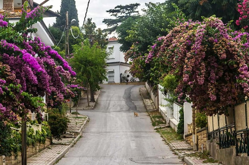 Daily Princes Island Tour from Istanbul - Discovering Büyükada: Ottoman Mansions and Breathtaking Views