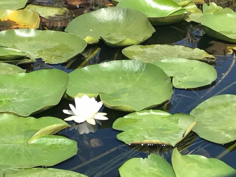 Daily Tours in the Danube Delta - Camely Boat Cruise - Comparing This Tour to Other Options