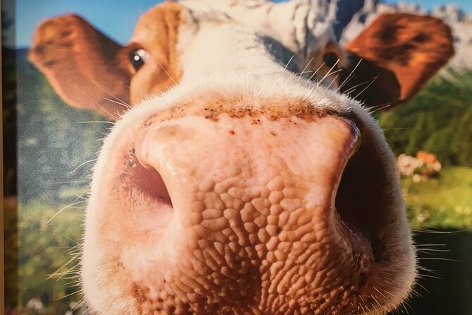 Daily tours in the Dolomites with departure and arrival in Cortina d'Ampezzo - Practical Details: Transportation, Group Size, and Weather