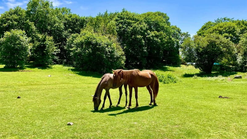 Dajti Mountain & Shengjergj Waterfall Day Trip on Land Rover - Visiting Shengjergj Waterfall and Its Mountain Setting