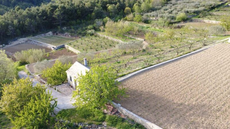 Dalmatia: Farm Experience with Cooking Class & Tastings - Olive Oil and Wine Tasting from Small Producers