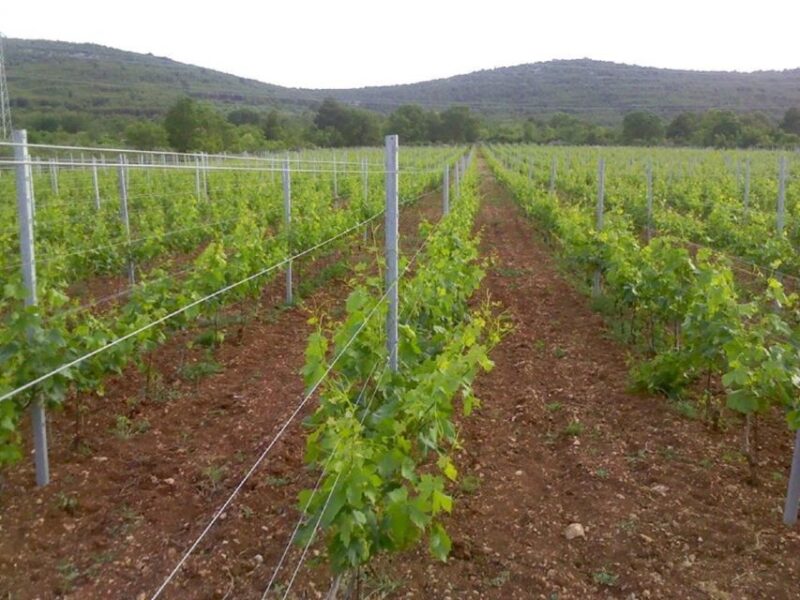 Dalmatian Delights: Food & Wine Tour from Split or Trogir - Practicalities: Transportation, Guides, and Group Size