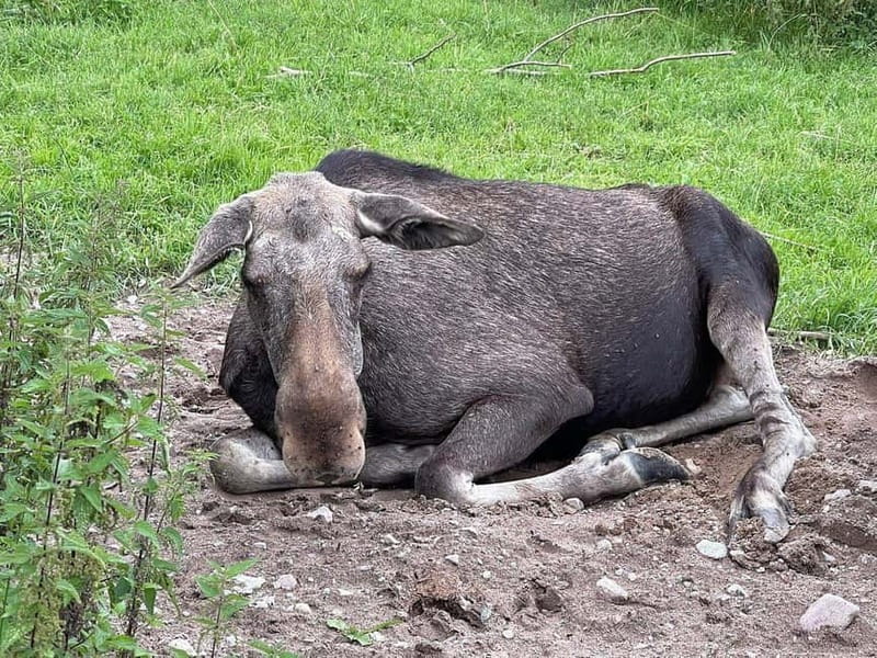 Dals Långed: Moose Park Guided Tour with Feeding - Key Points