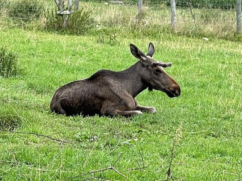 Dals Långed: Moose Park Guided Tour with Feeding - The Animal Species: Moose, Fallow Deer, and Mufflon Sheep
