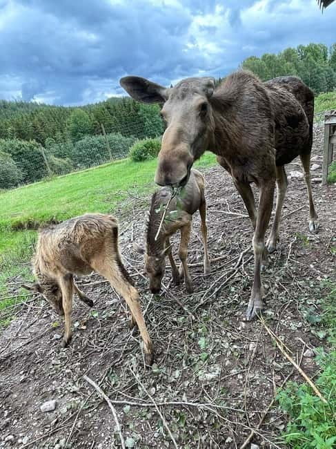 Dals Långed: Moose Park Guided Tour with Feeding - Practical Details: Meeting Point, Duration, and Accessibility